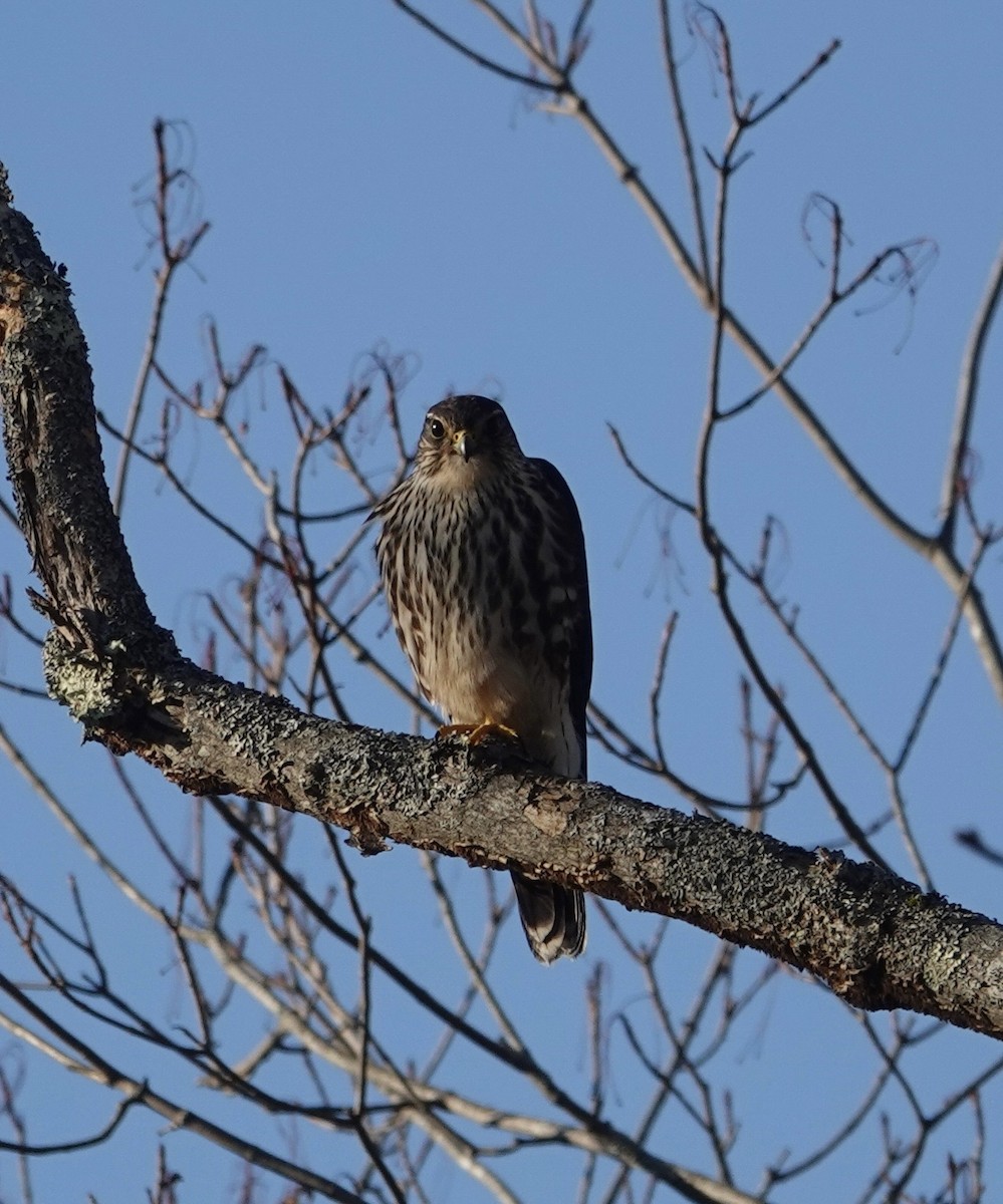 dvergfalk - ML647285321