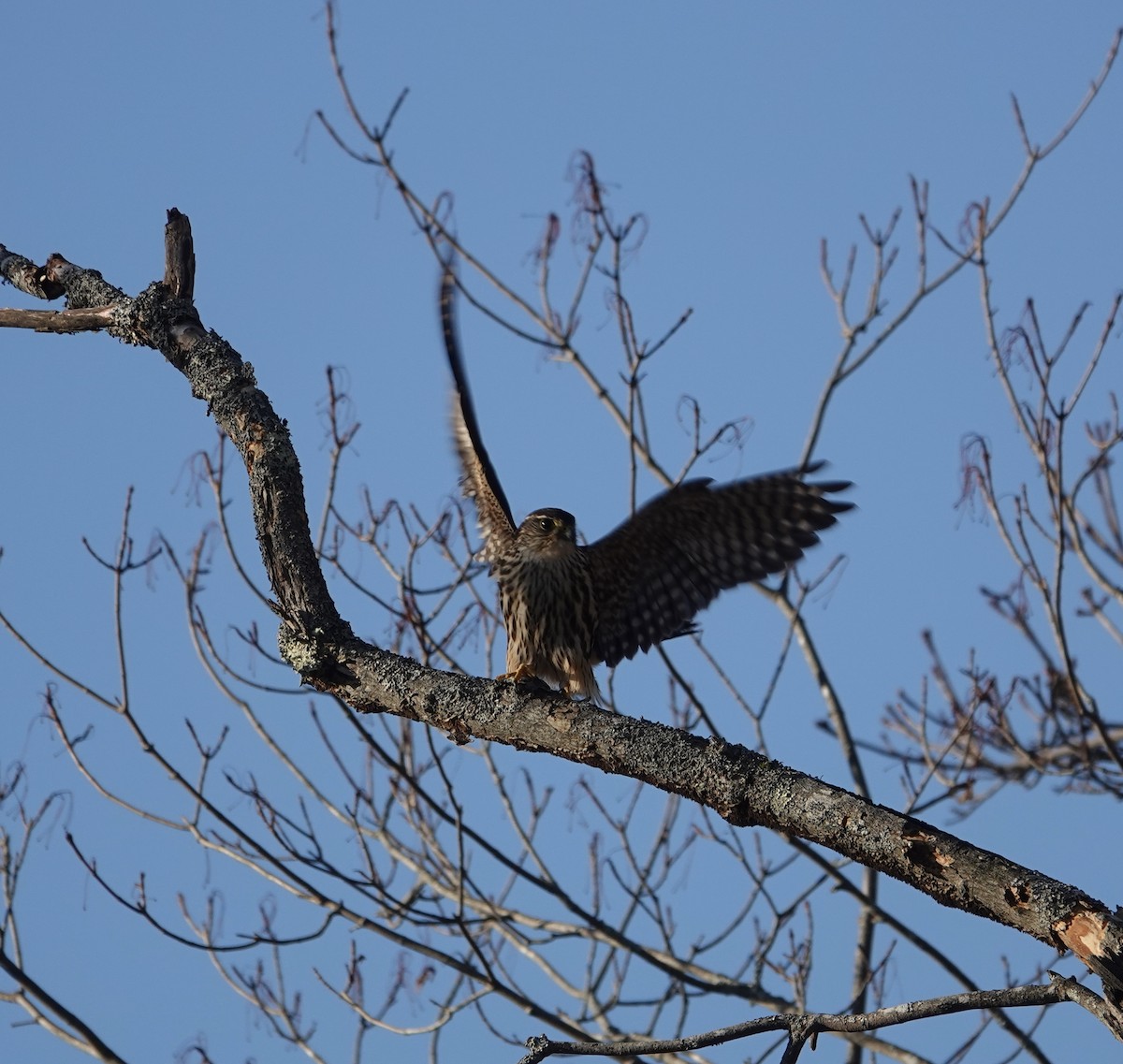 dvergfalk - ML647285322