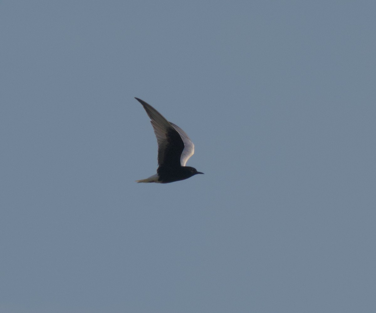 White-winged Tern - ML647285346