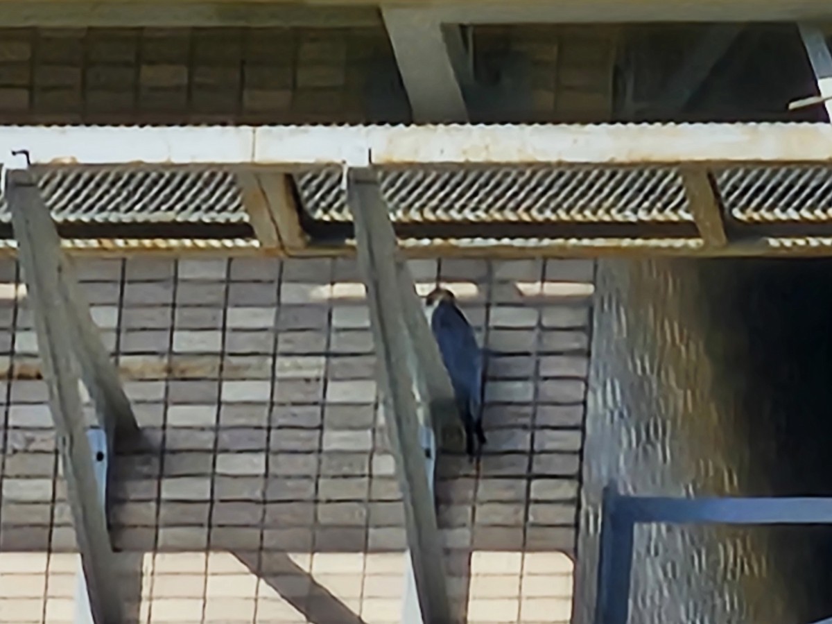 sokol stěhovavý - ML647285361