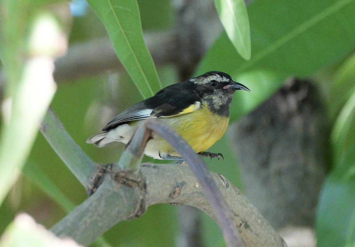 Sucrier à ventre jaune - ML647285362