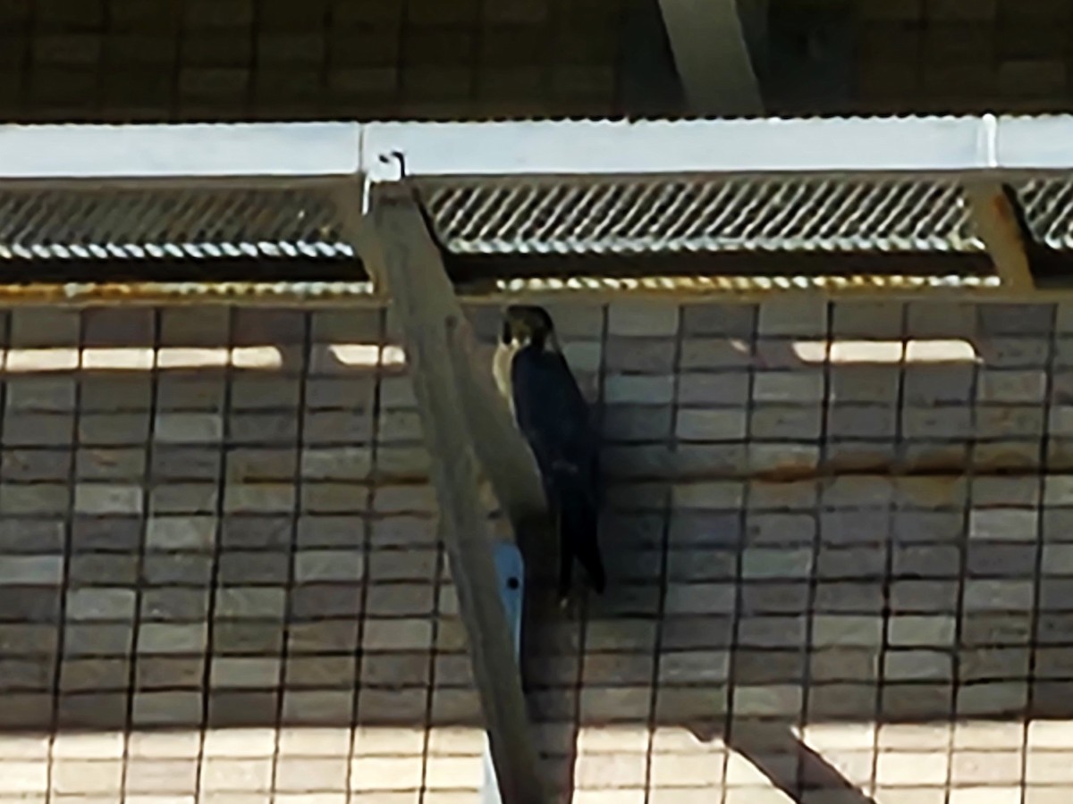 sokol stěhovavý - ML647285371