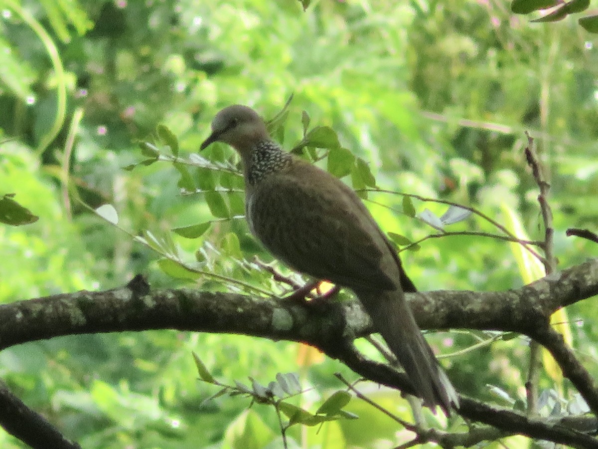 Spotted Dove - ML647285376