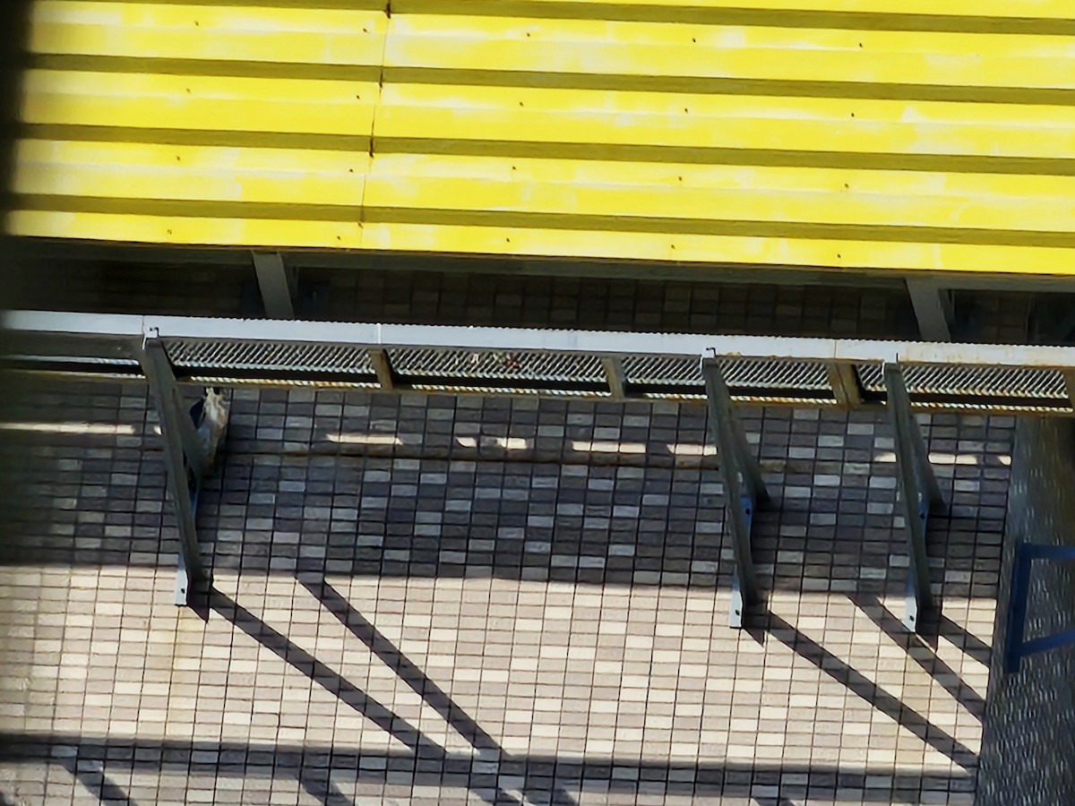 sokol stěhovavý - ML647285387