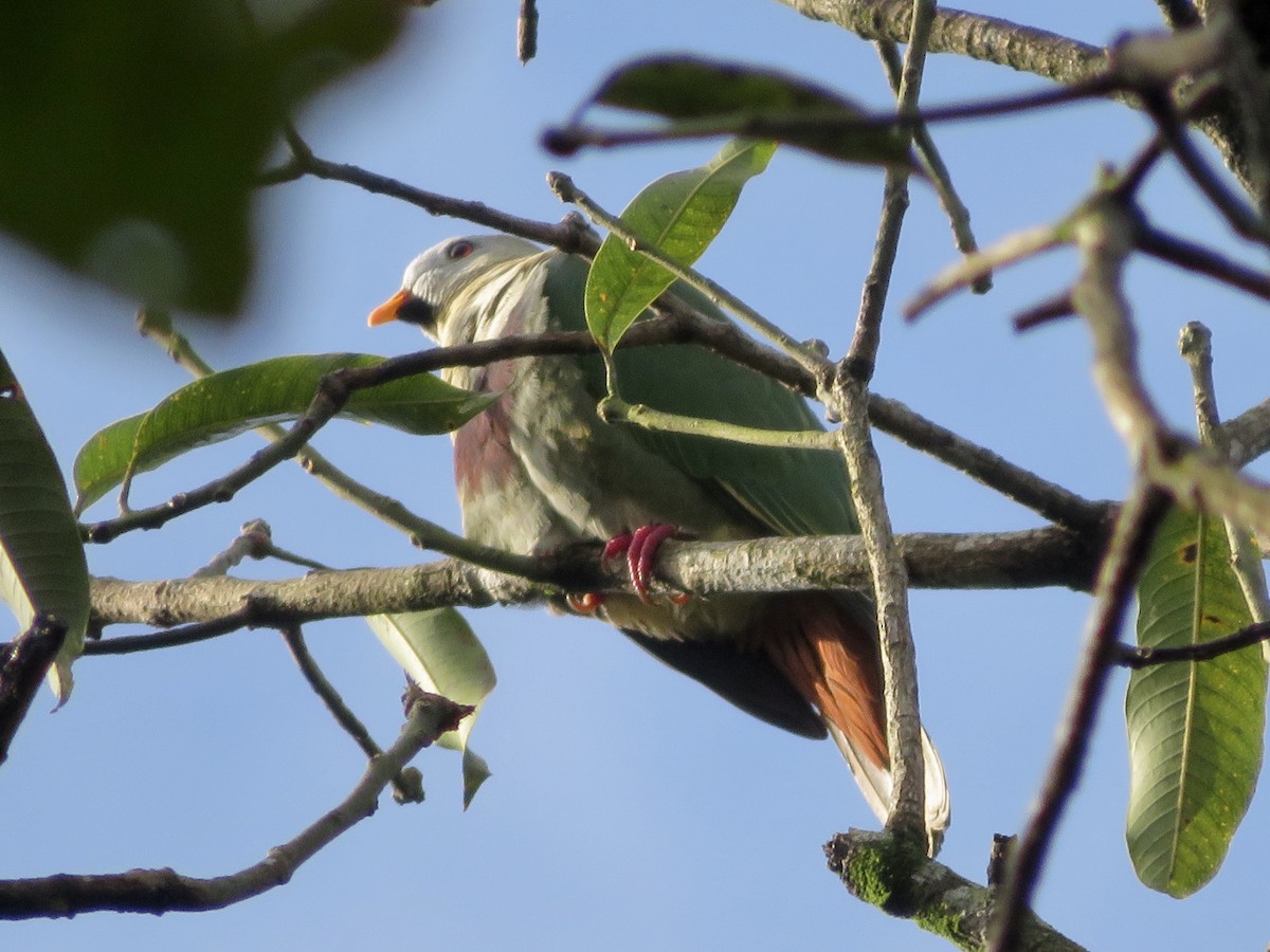 Black-chinned Fruit-Dove - ML647285389