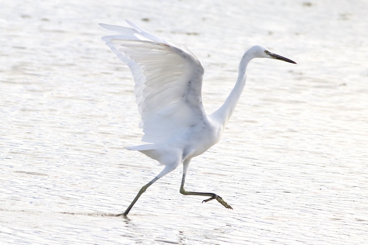 Swinhoe Ak Balıkçılı - ML647285397