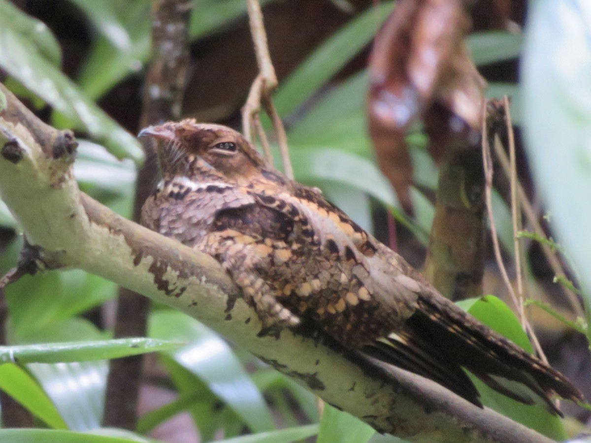 Philippine Nightjar - ML647285398
