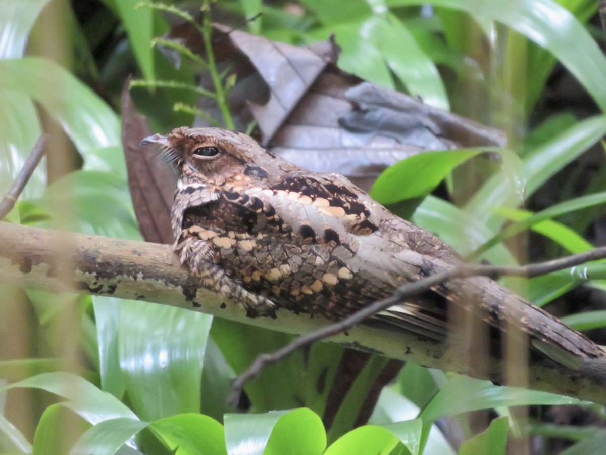 Philippine Nightjar - ML647285399