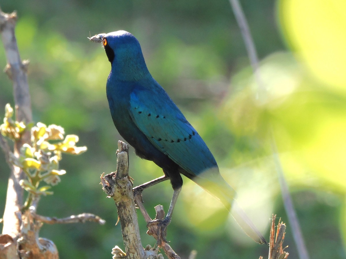 Büyük Mavikulak Sığırcık - ML647285403