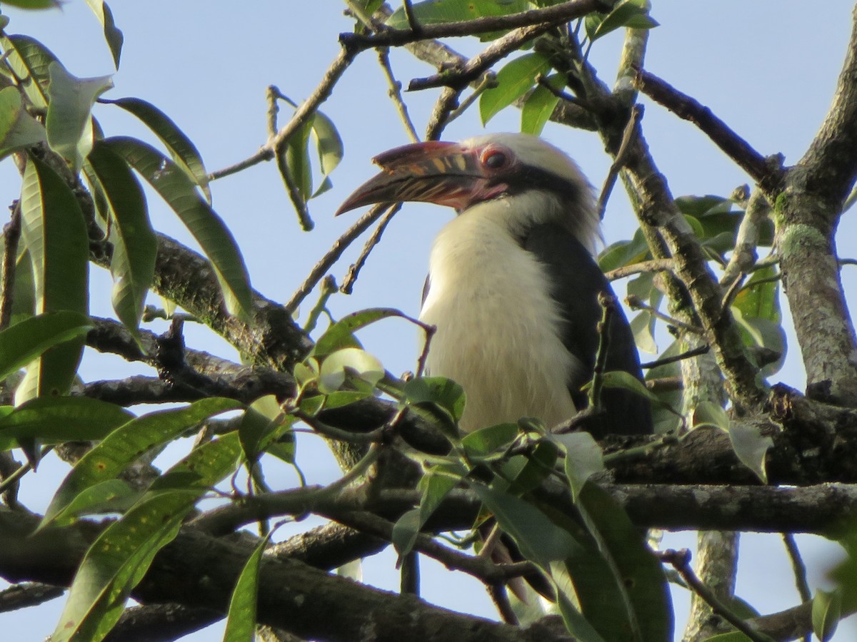 Luzon Hornbill - ML647285407