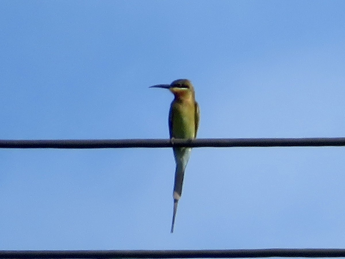 Blue-tailed Bee-eater - ML647285411