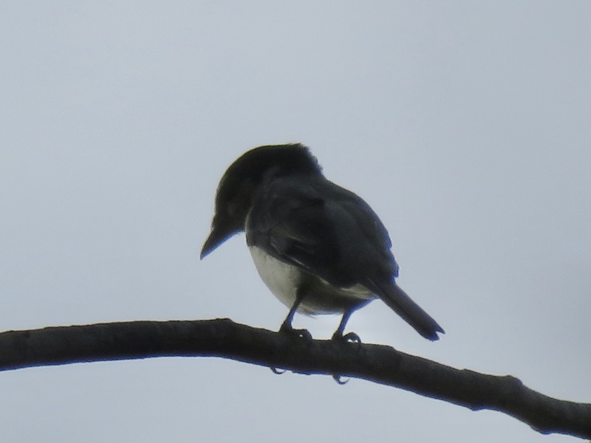 サンショウクイ - ML647285423