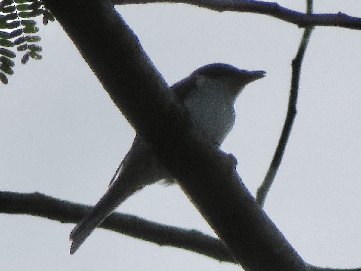 サンショウクイ - ML647285424