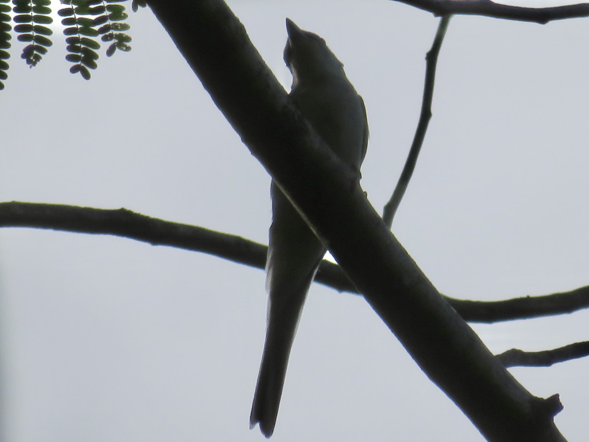 サンショウクイ - ML647285425