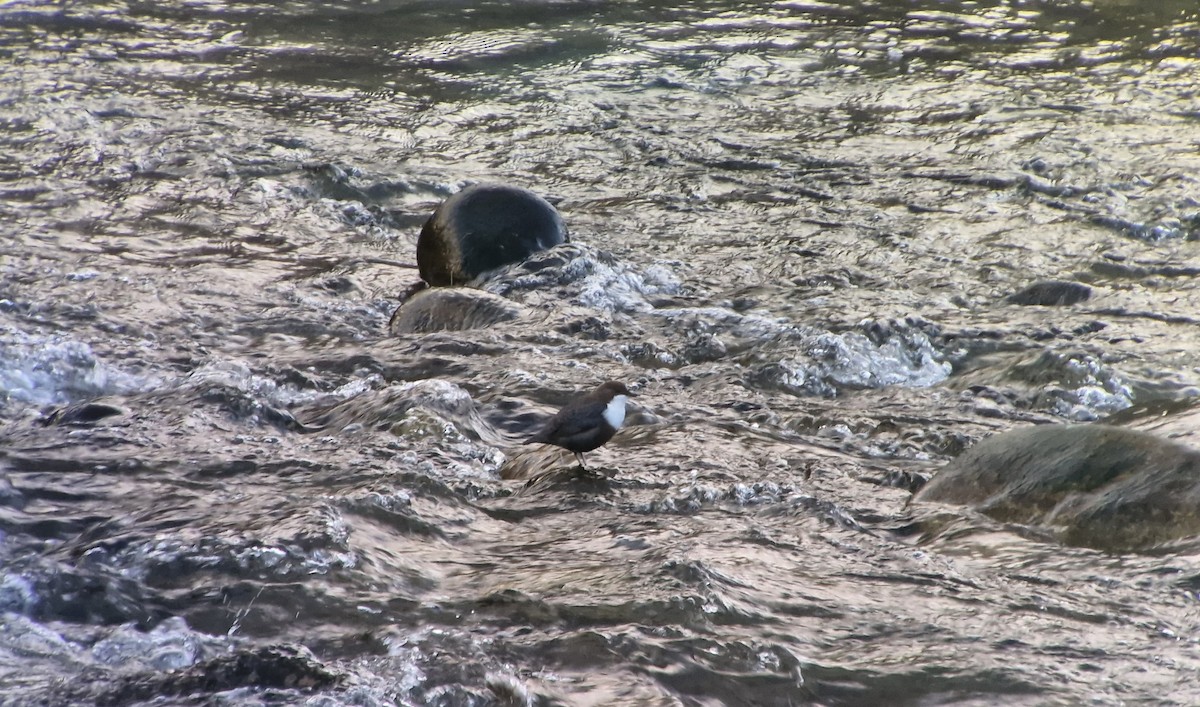 White-throated Dipper - ML647285429