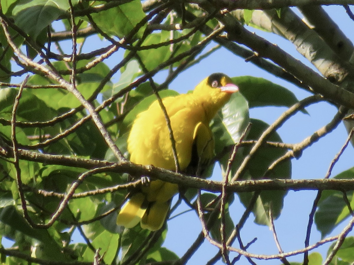 Black-naped Oriole - ML647285432