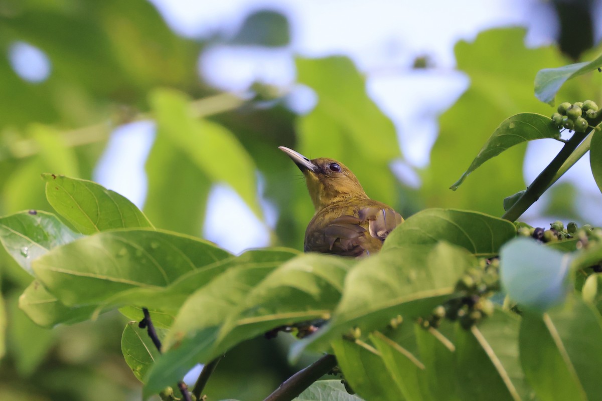 Bulbul d'Halmahera - ML647285435