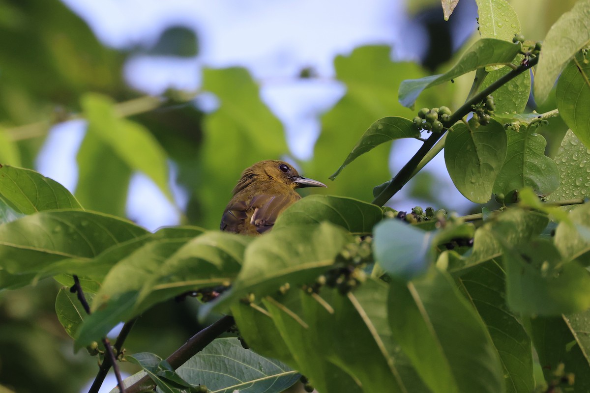 Bulbul d'Halmahera - ML647285437