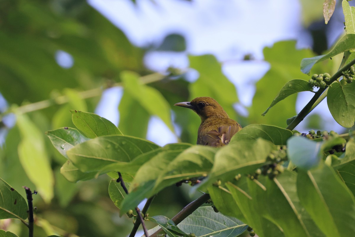 Bulbul d'Halmahera - ML647285438