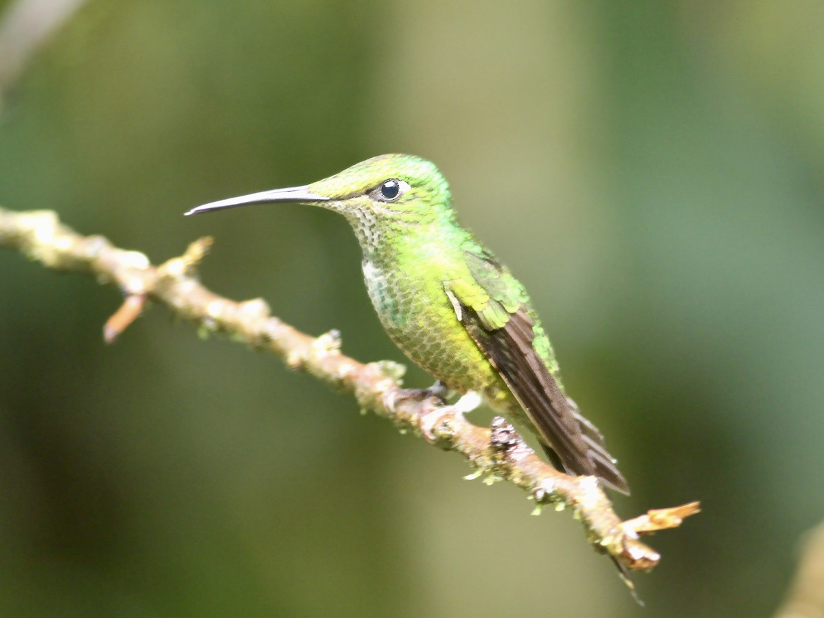 Empress Brilliant - ML647285439