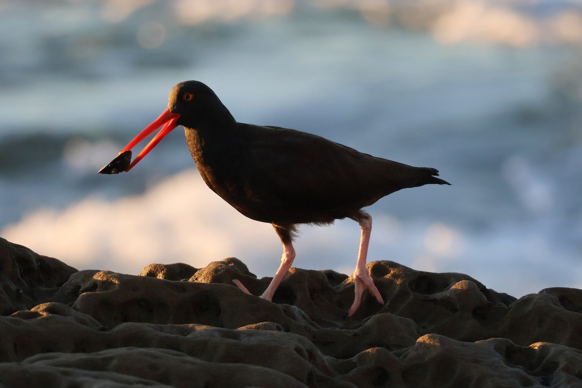 Black Oystercatcher - ML647285441