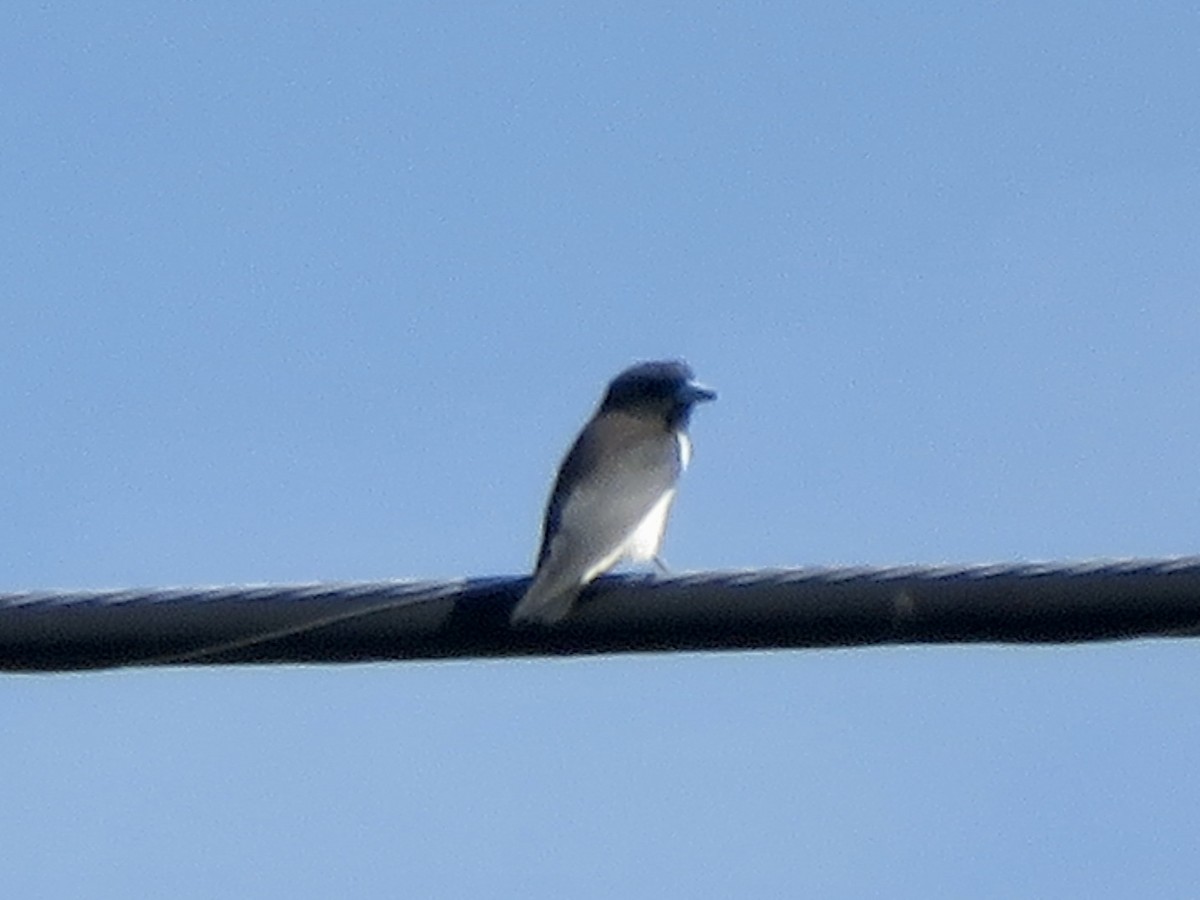 White-breasted Woodswallow - ML647285446