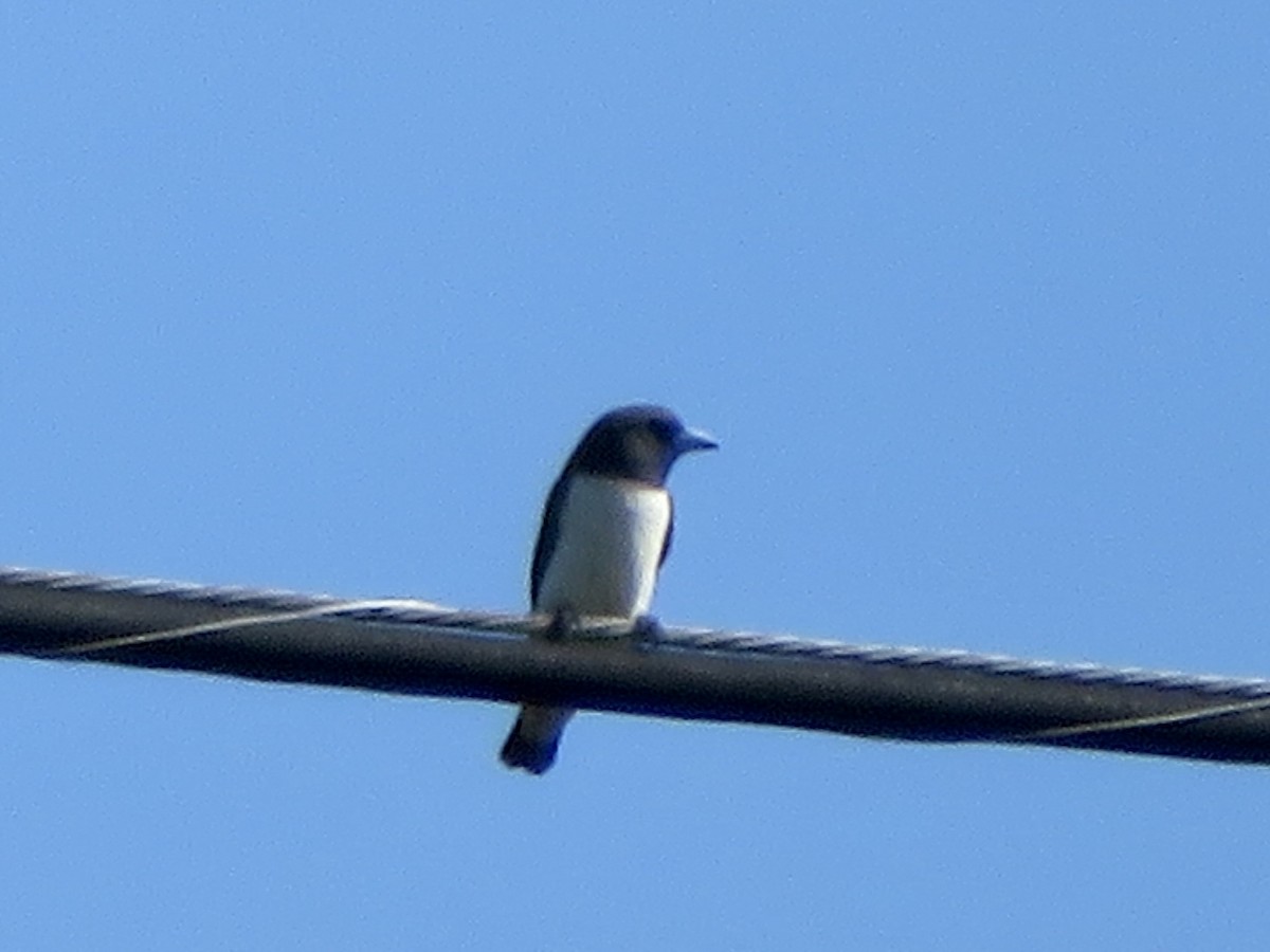 White-breasted Woodswallow - ML647285447