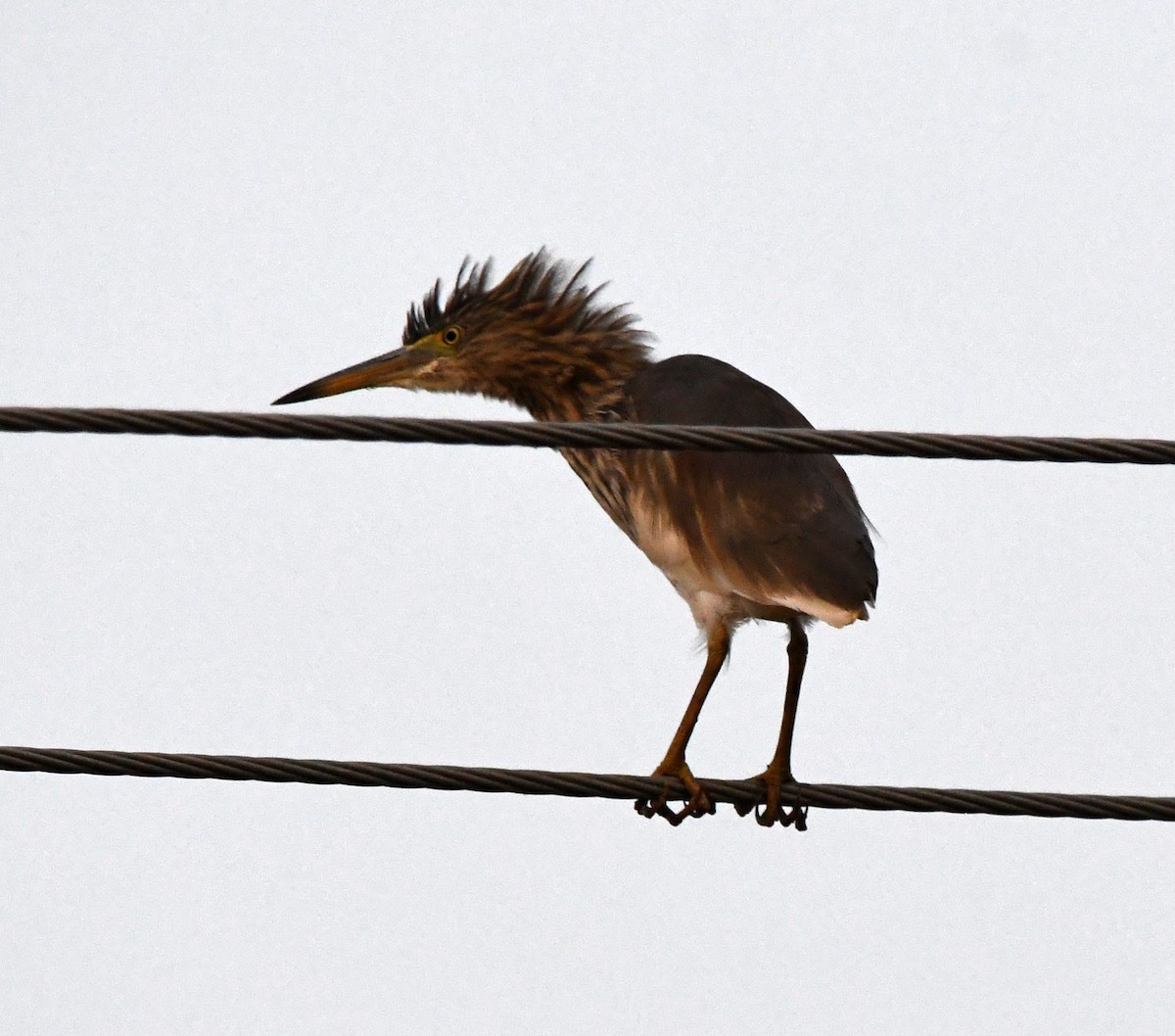 Indian Pond-Heron - ML647285448