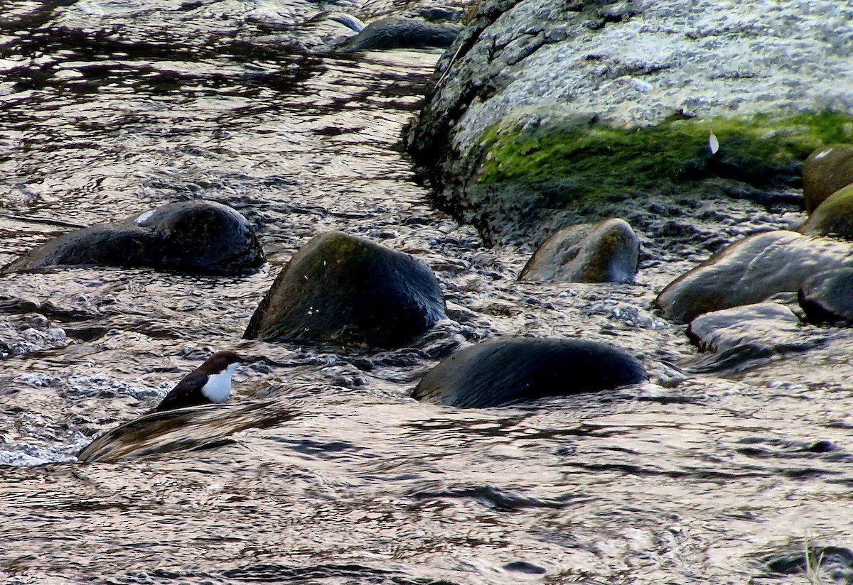 White-throated Dipper - ML647285451