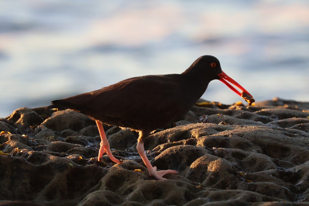 Black Oystercatcher - ML647285459