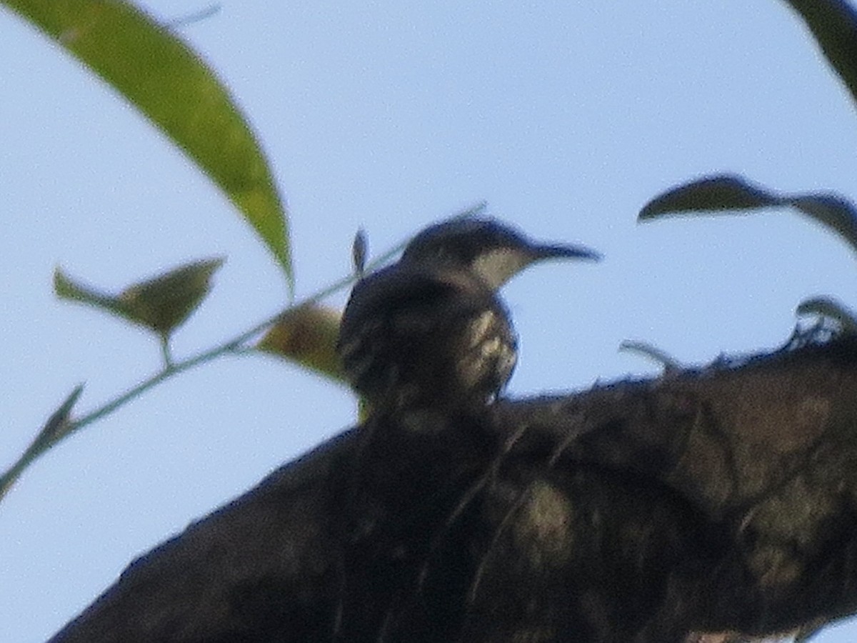 Stripe-sided Rhabdornis - ML647285463