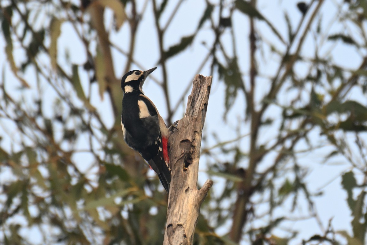 アカゲラ - ML647285467