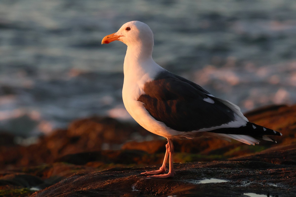 Western Gull - ML647285468