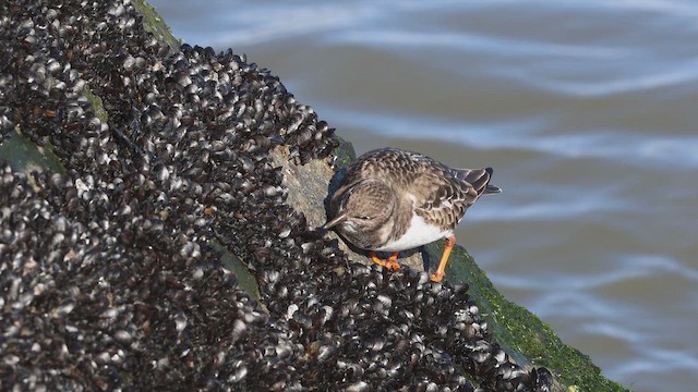 Ruddy Turnstone - ML647285471