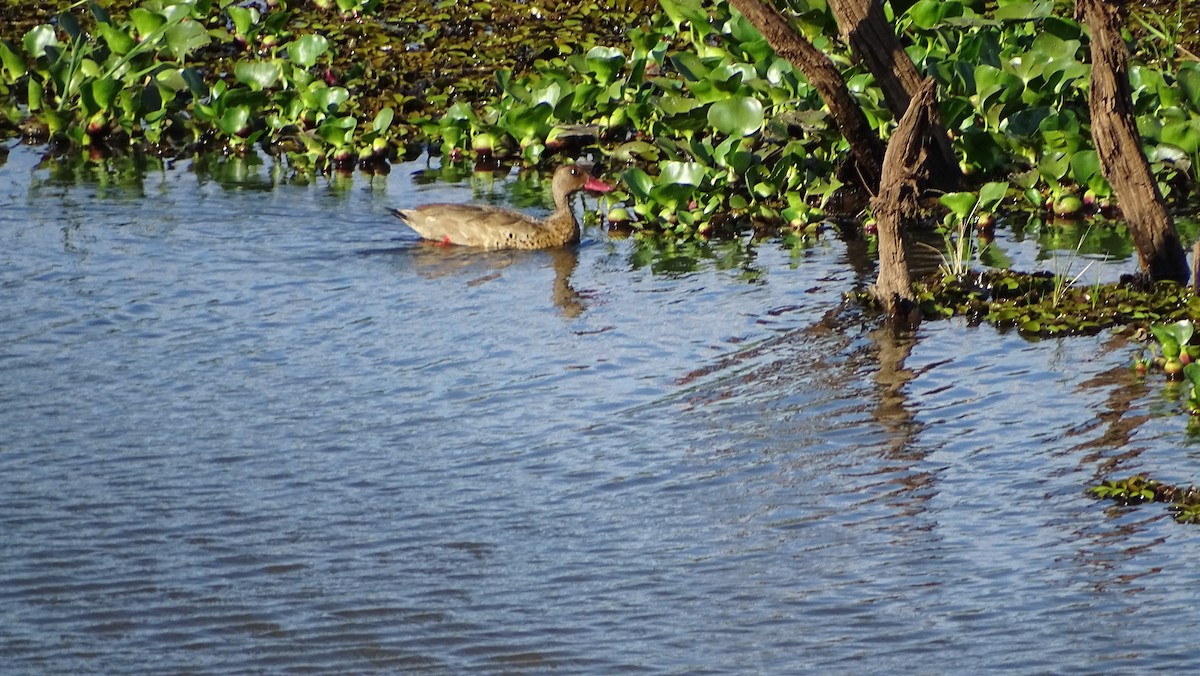 Brazilian Teal - ML647285476