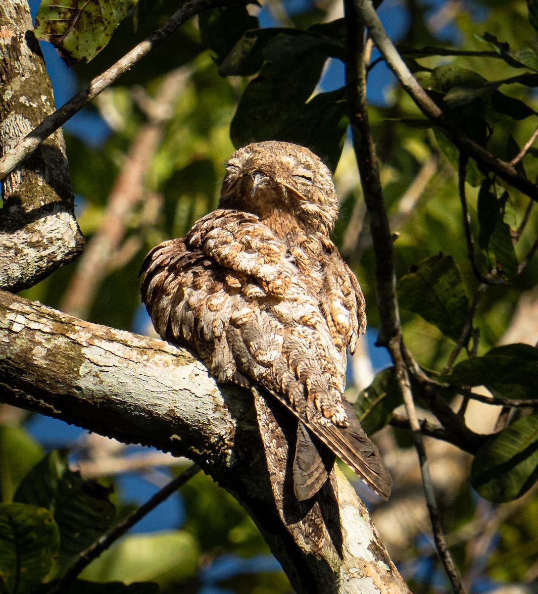 Great Potoo - ML647285489