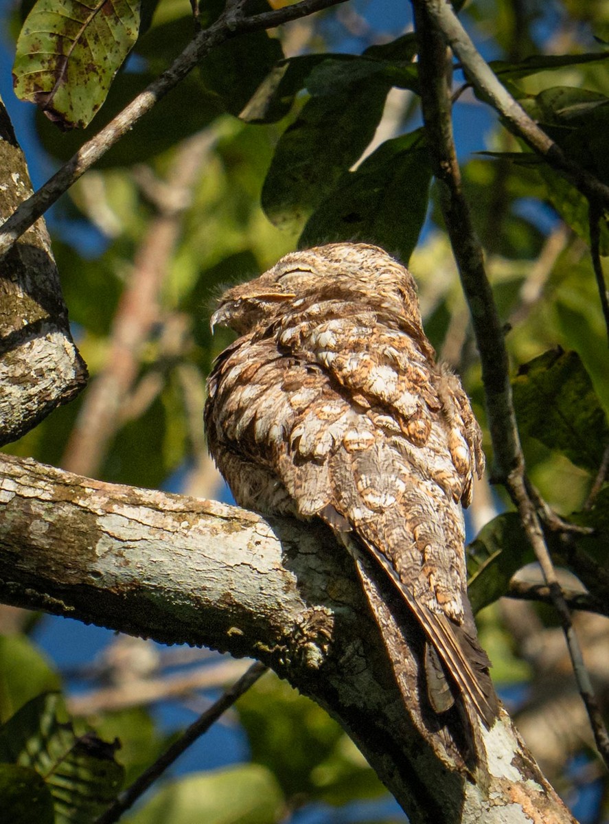 Great Potoo - ML647285490