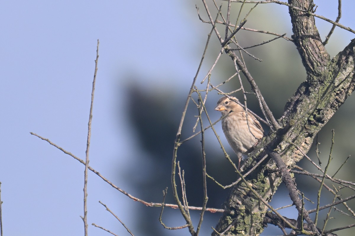 イワスズメ - ML647285494