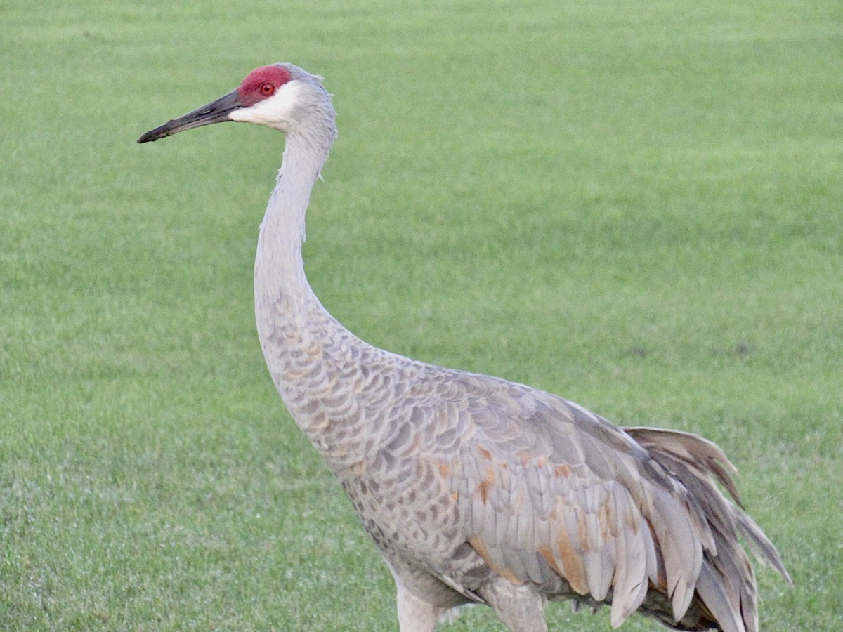 Grulla Canadiense - ML647285513