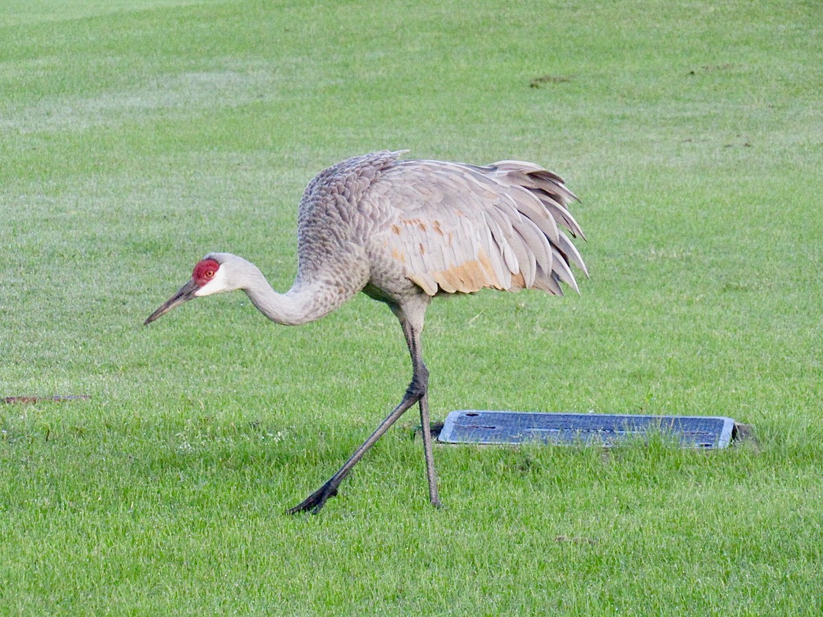Grulla Canadiense - ML647285514