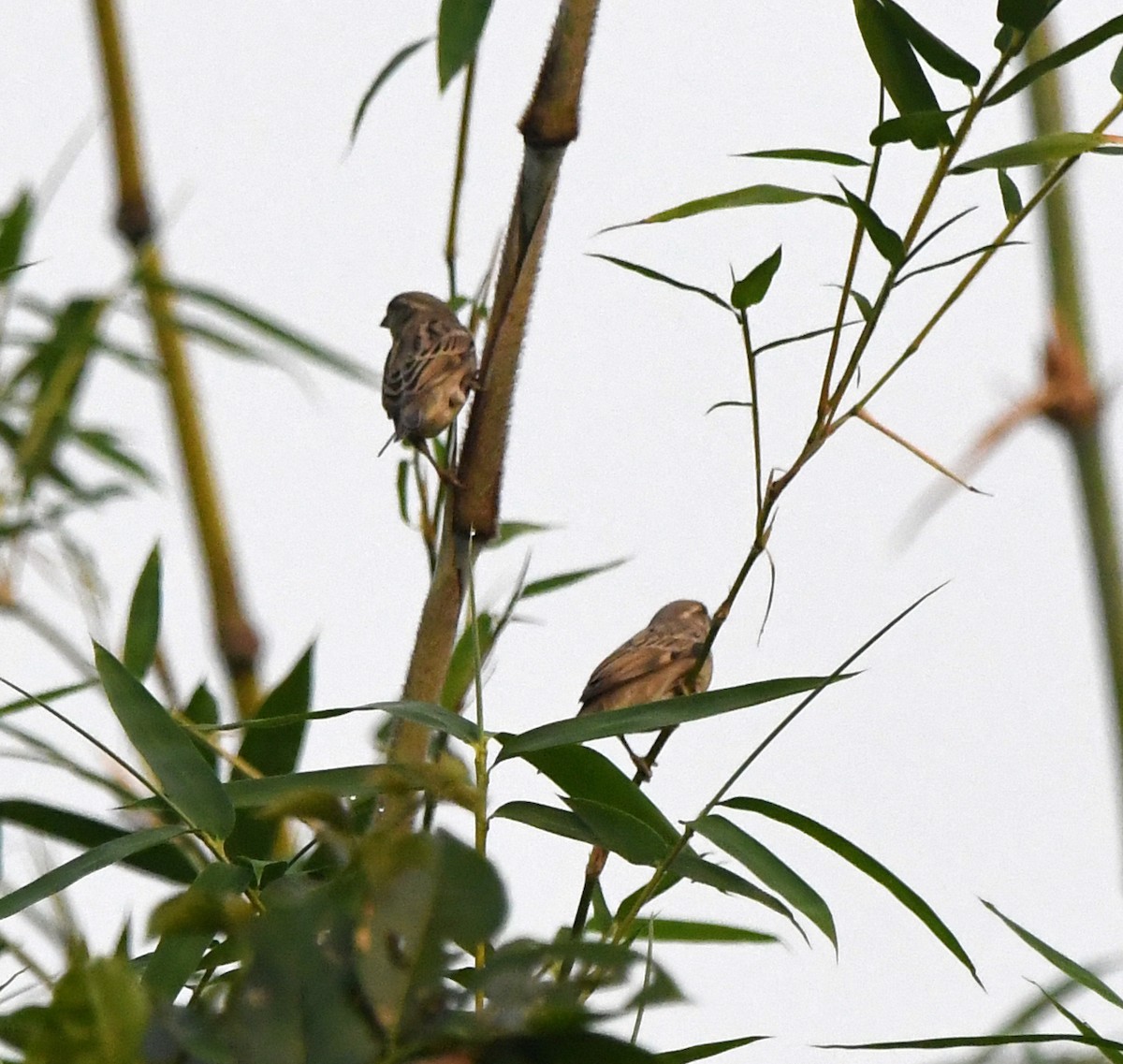 House Sparrow - ML647285533