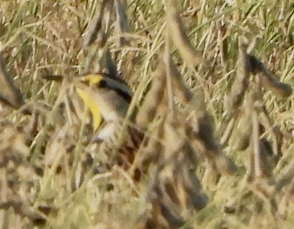 Eastern Meadowlark - ML647285544