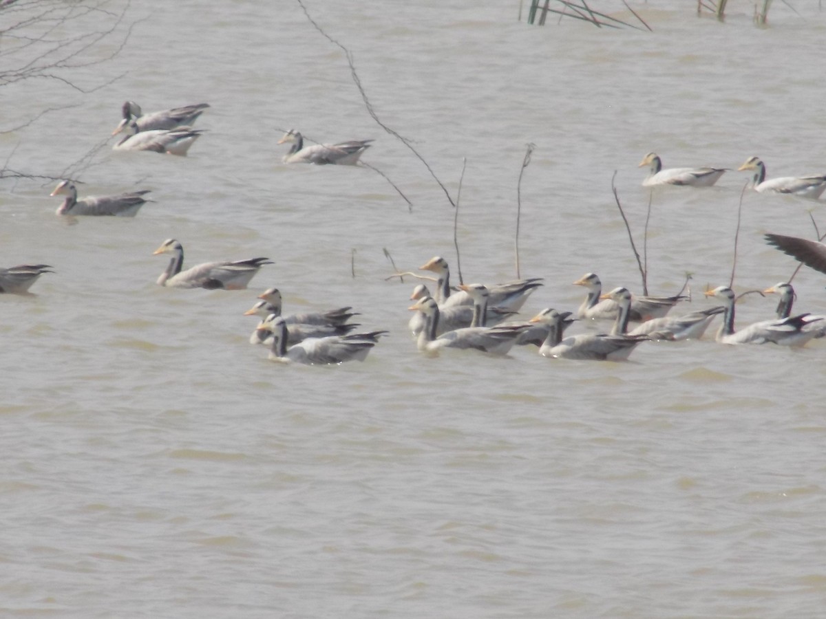 Oie à tête barrée - ML647285550