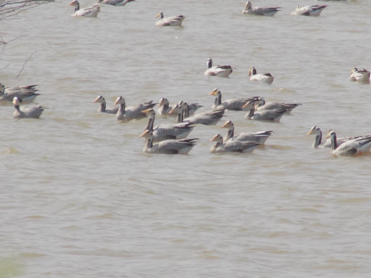 Oie à tête barrée - ML647285551