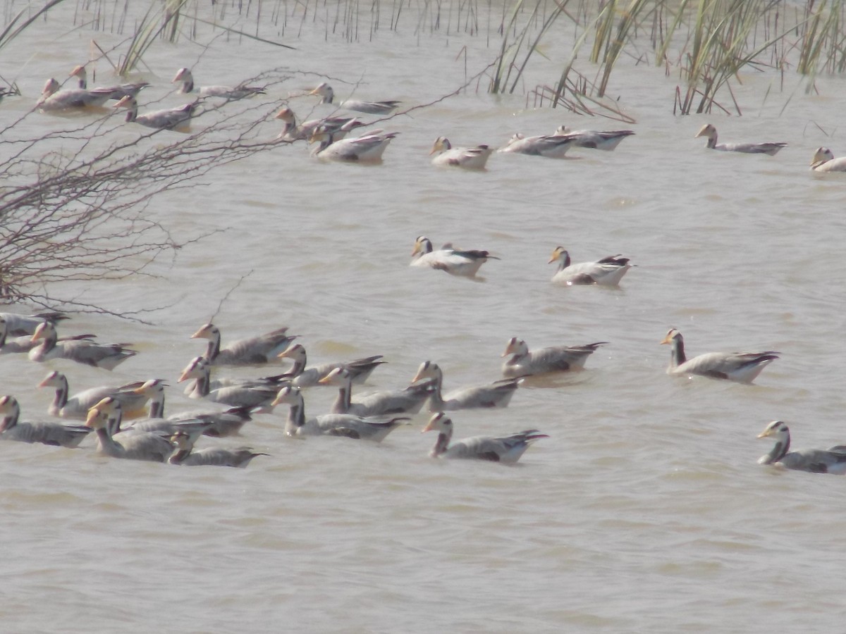 Oie à tête barrée - ML647285552