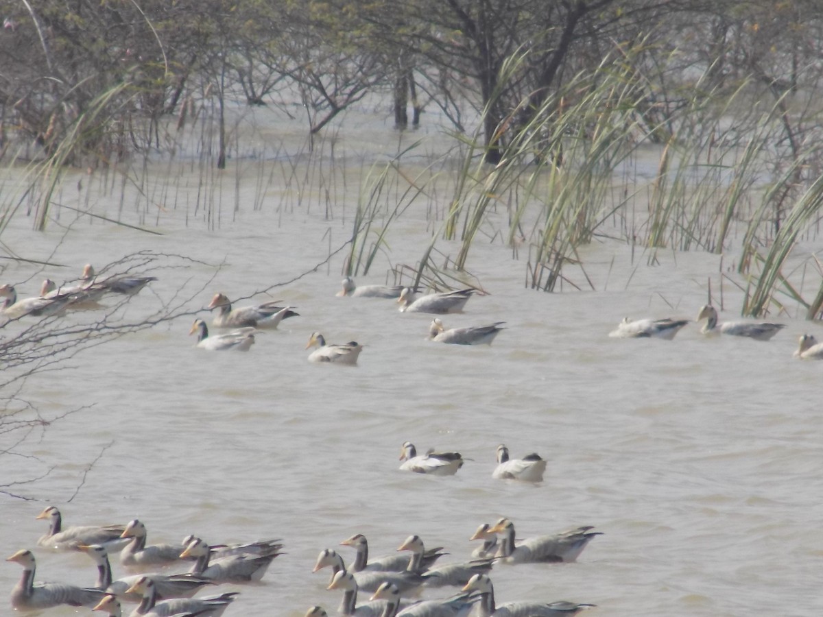 Oie à tête barrée - ML647285555