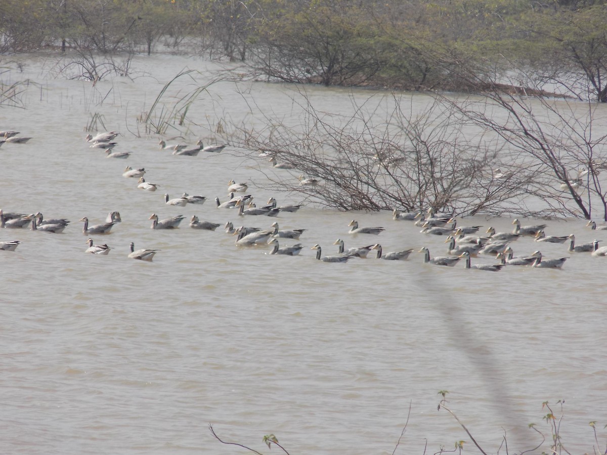 Oie à tête barrée - ML647285556