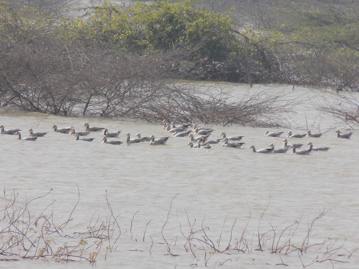 Oie à tête barrée - ML647285557