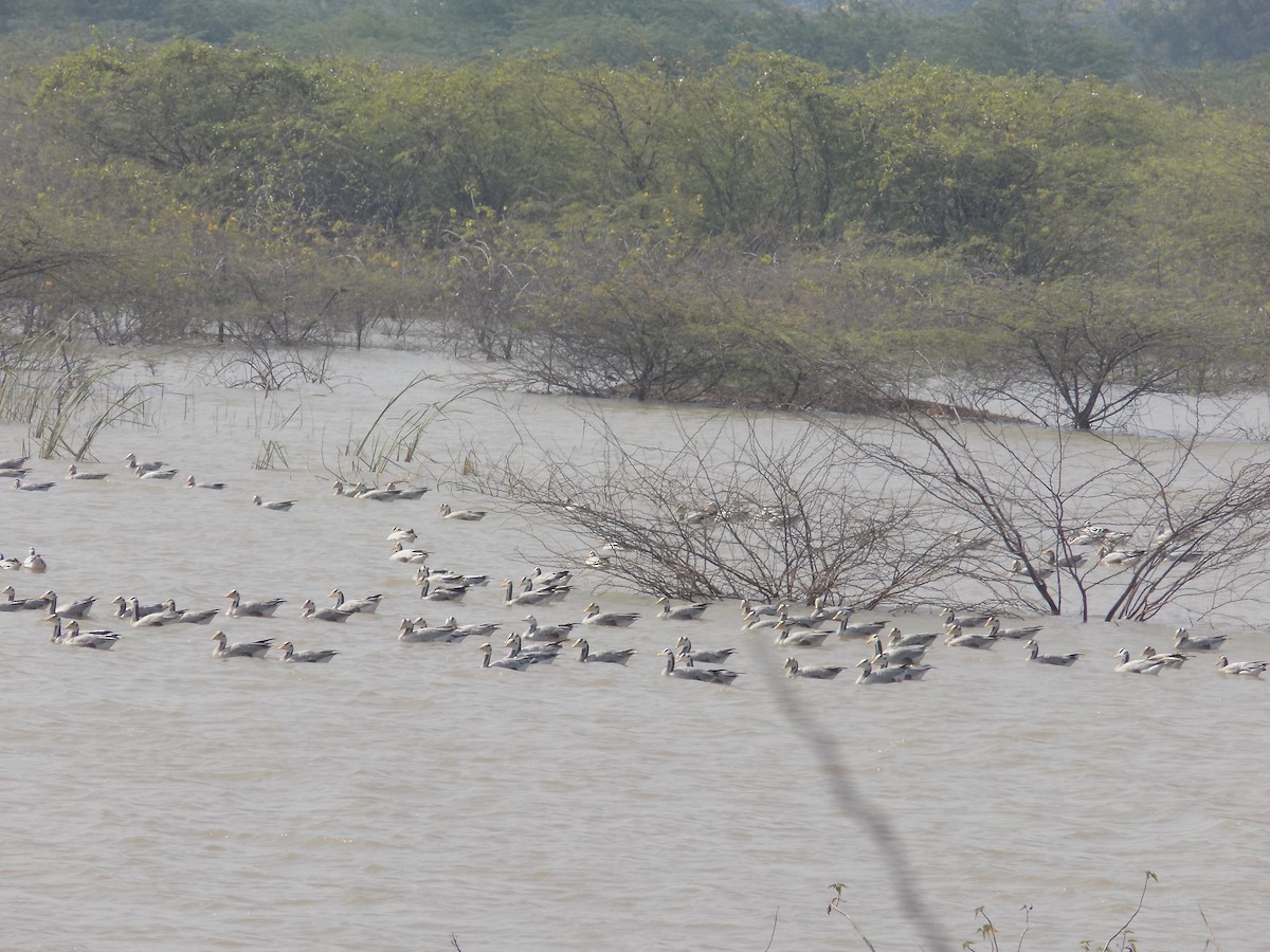 Oie à tête barrée - ML647285559