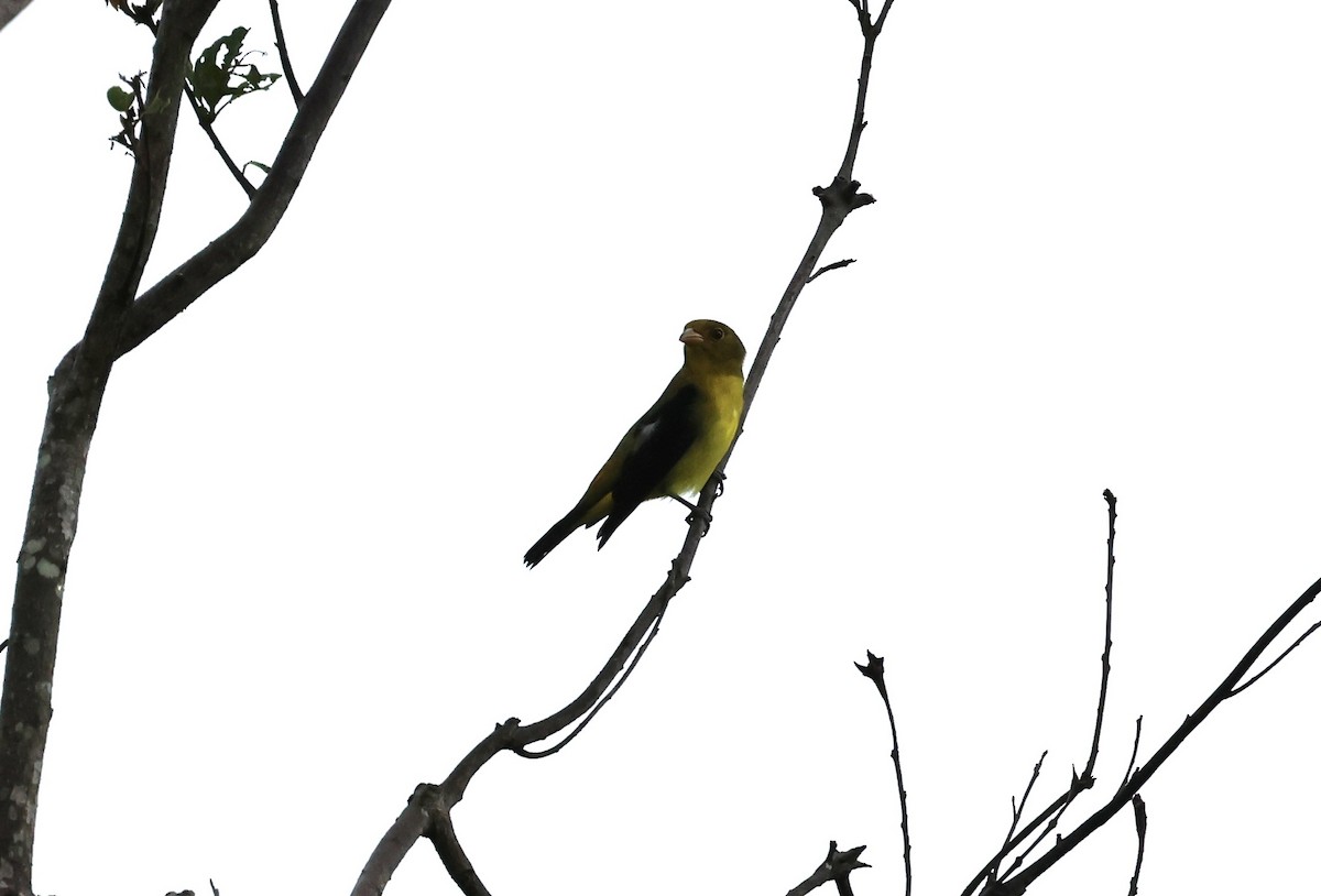 Piranga Escarlata - ML647285587